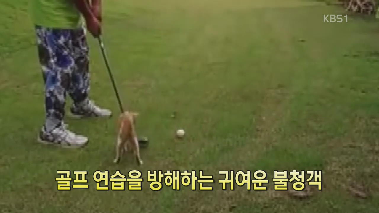 [디지털 광장] 골프 연습을 방해하는 귀여운 불청객