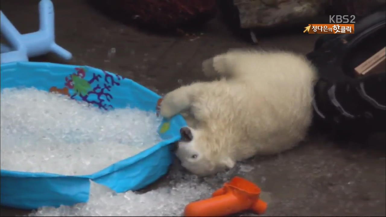 [핫 클릭] 얼음 수영장에 푹 빠진 ‘새끼 북극곰’