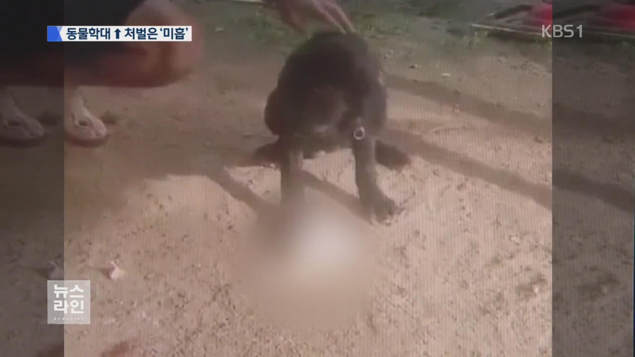 동물학대 범죄 증가, 처벌은 ‘솜방망이’