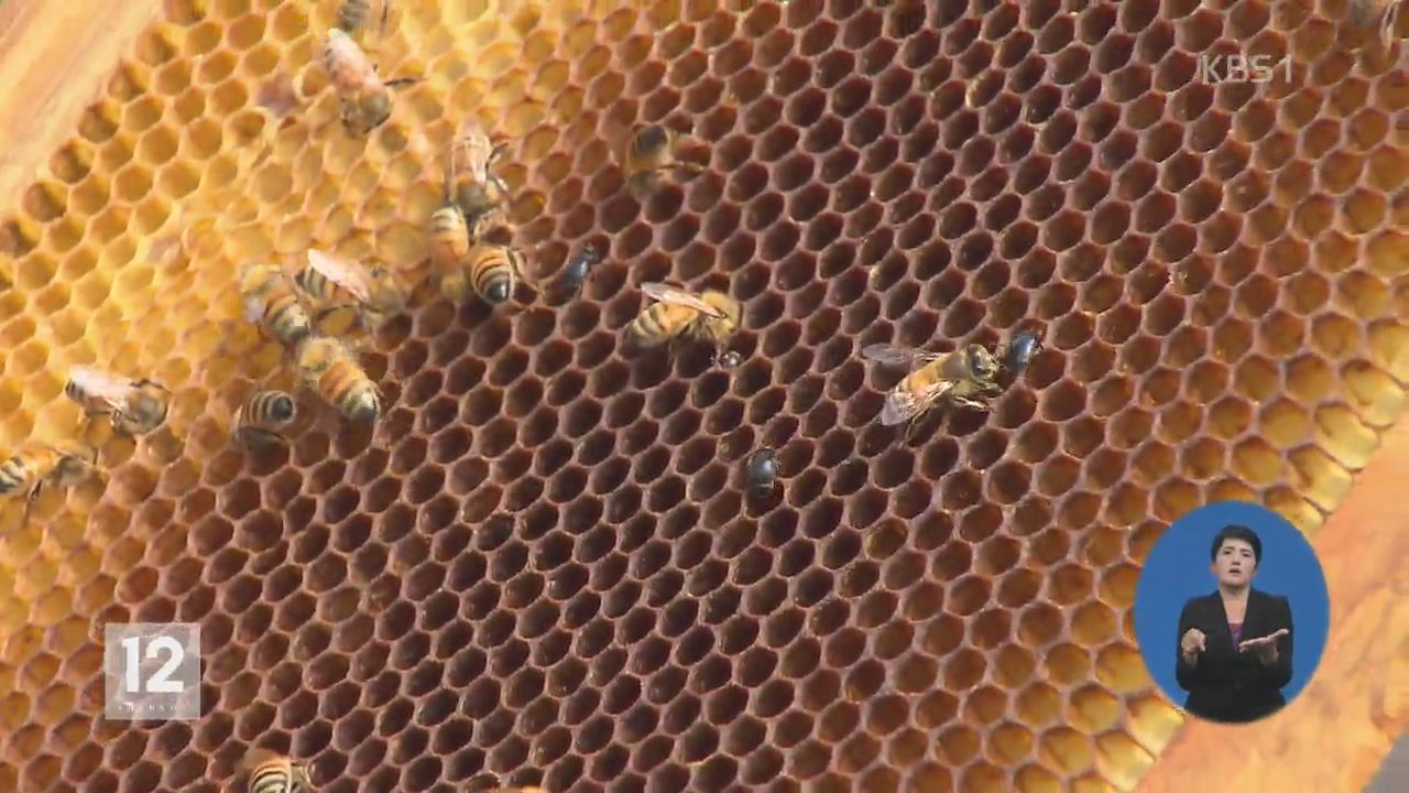 꿀벌 전멸시키는 ‘외래 해충’ 확산 비상