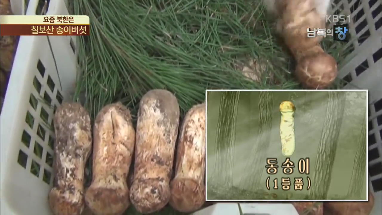 [요즘 북한은] 외화벌이 수단…칠보산 송이버섯 외