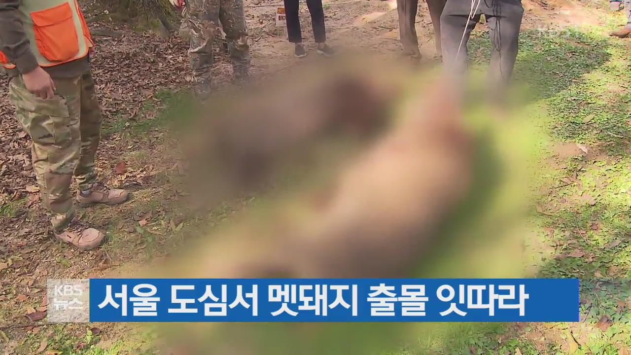 서울 도심서 멧돼지 출몰 잇따라