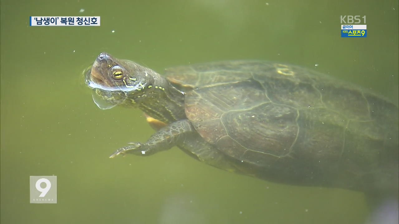 토종 거북 ‘남생이’ 자연 부화 성공…복원 청신호