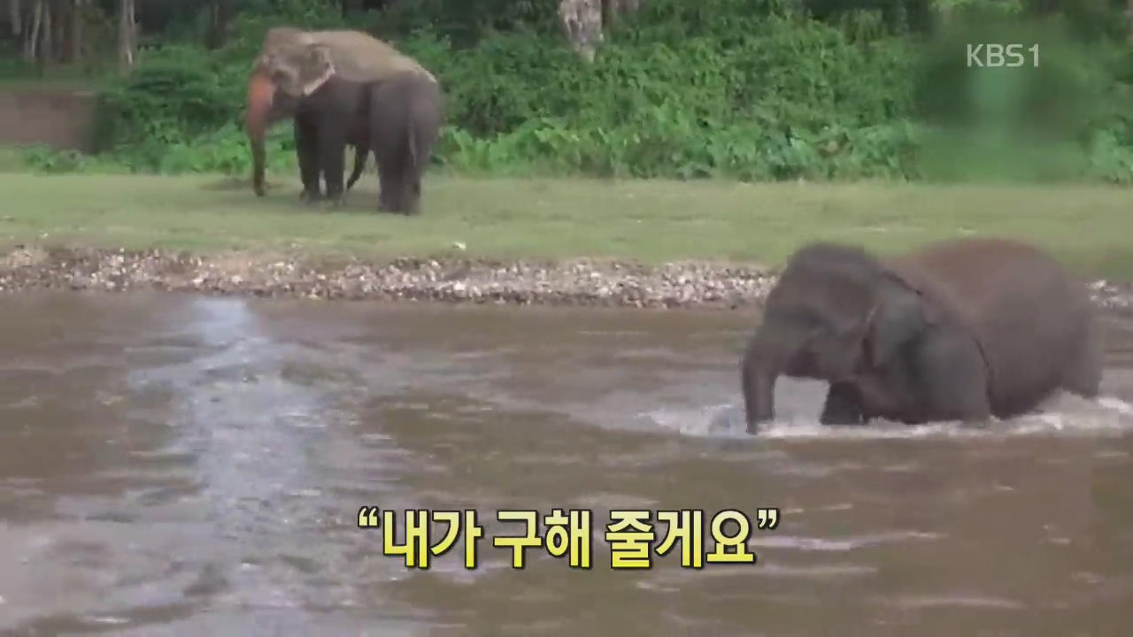 [디지털 광장] “내가 구해 줄게요”