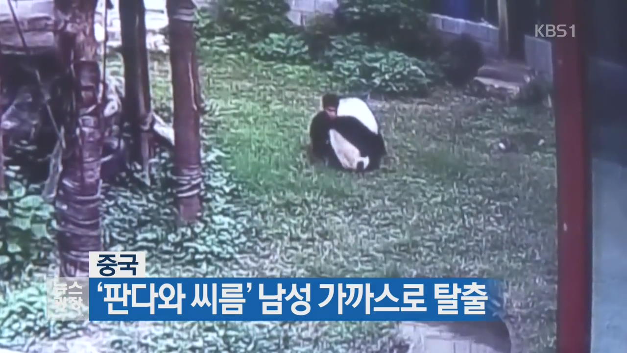 [지금 세계는] ‘판다와 씨름’ 남성 가까스로 탈출
