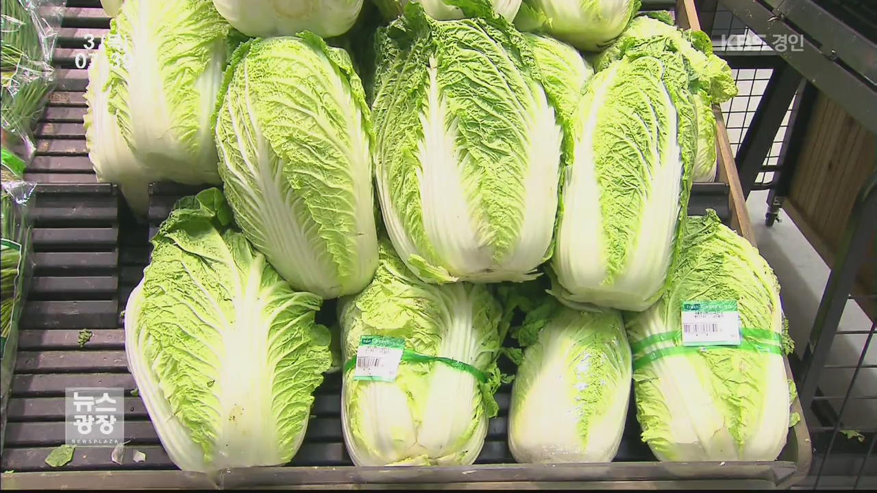 김장철 배춧값 지난해보다 42%↑