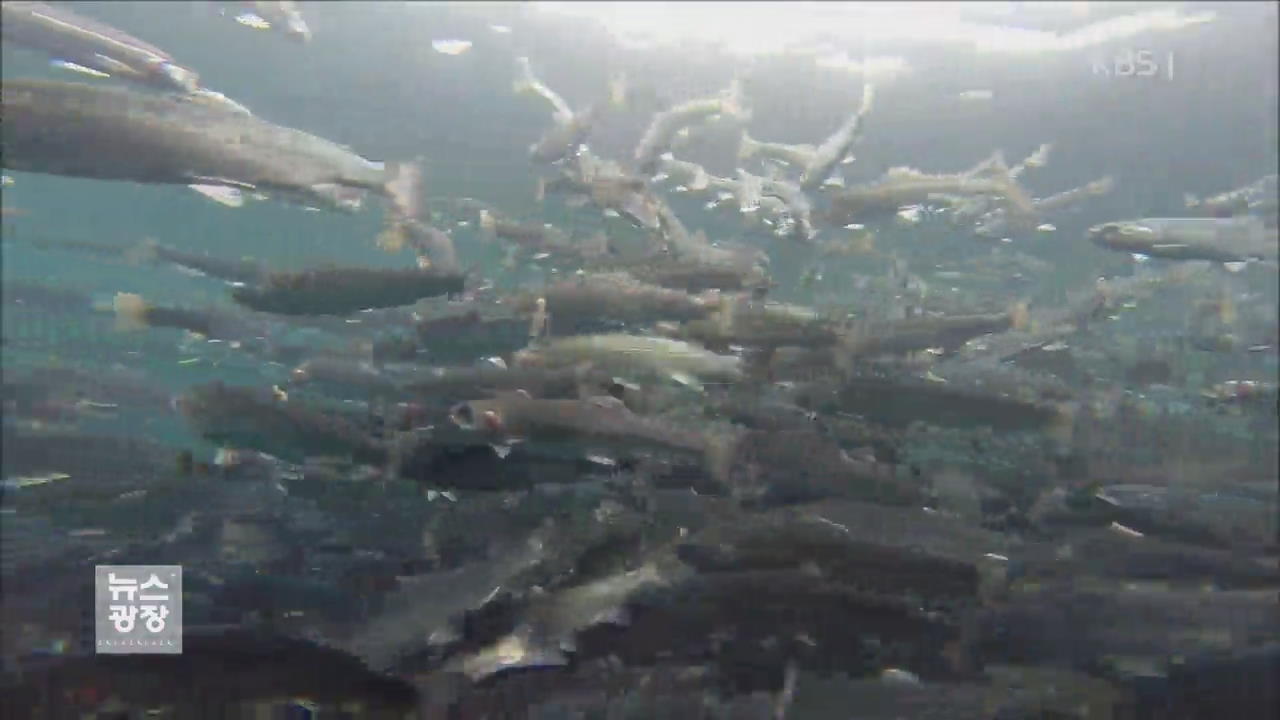 국산 연어 양식 성공…‘강원도산 활연어’ 온다
