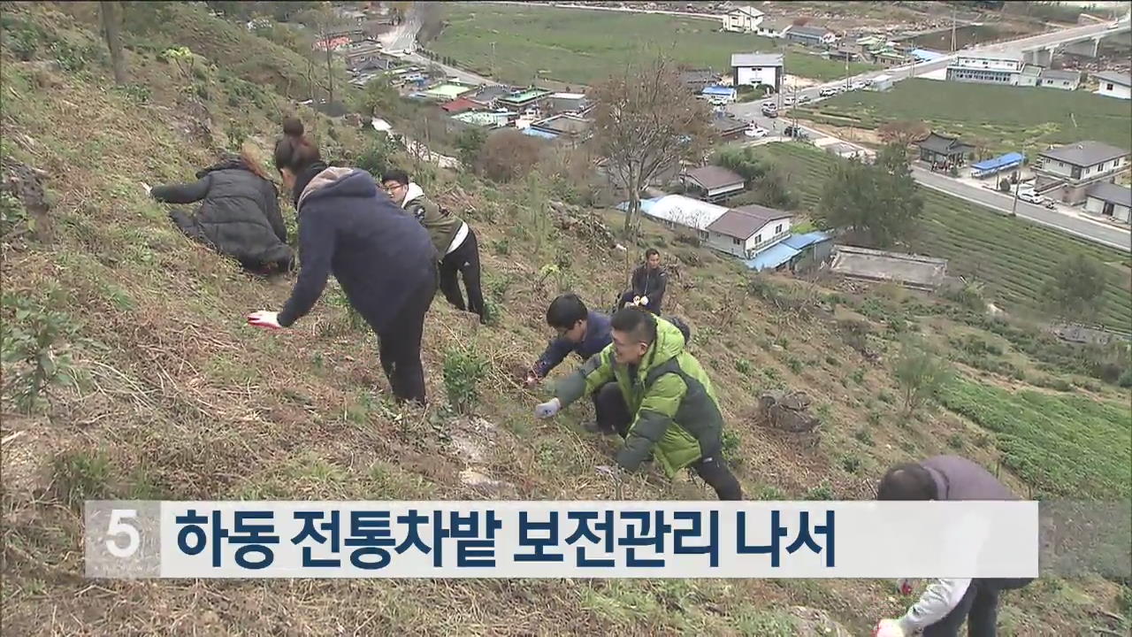 하동 전통차밭 보전관리 나서