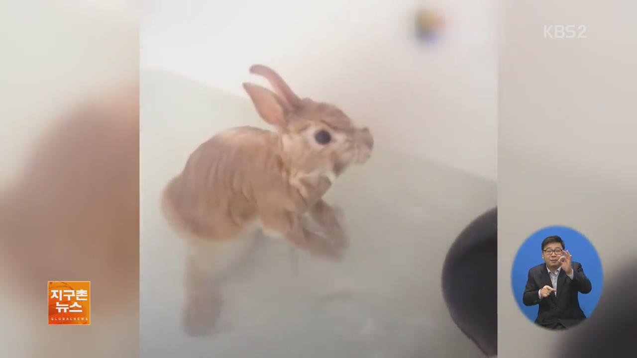 [지구촌 화제 영상] 토끼는 결코 ‘물장난’하는 게 아니다?