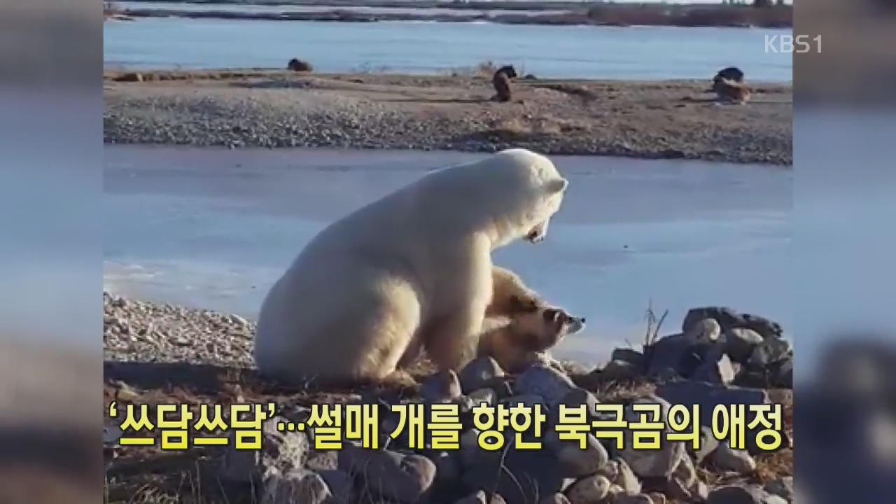 [디지털 광장] ‘쓰담쓰담’…썰매 개를 향한 북극곰의 애정
