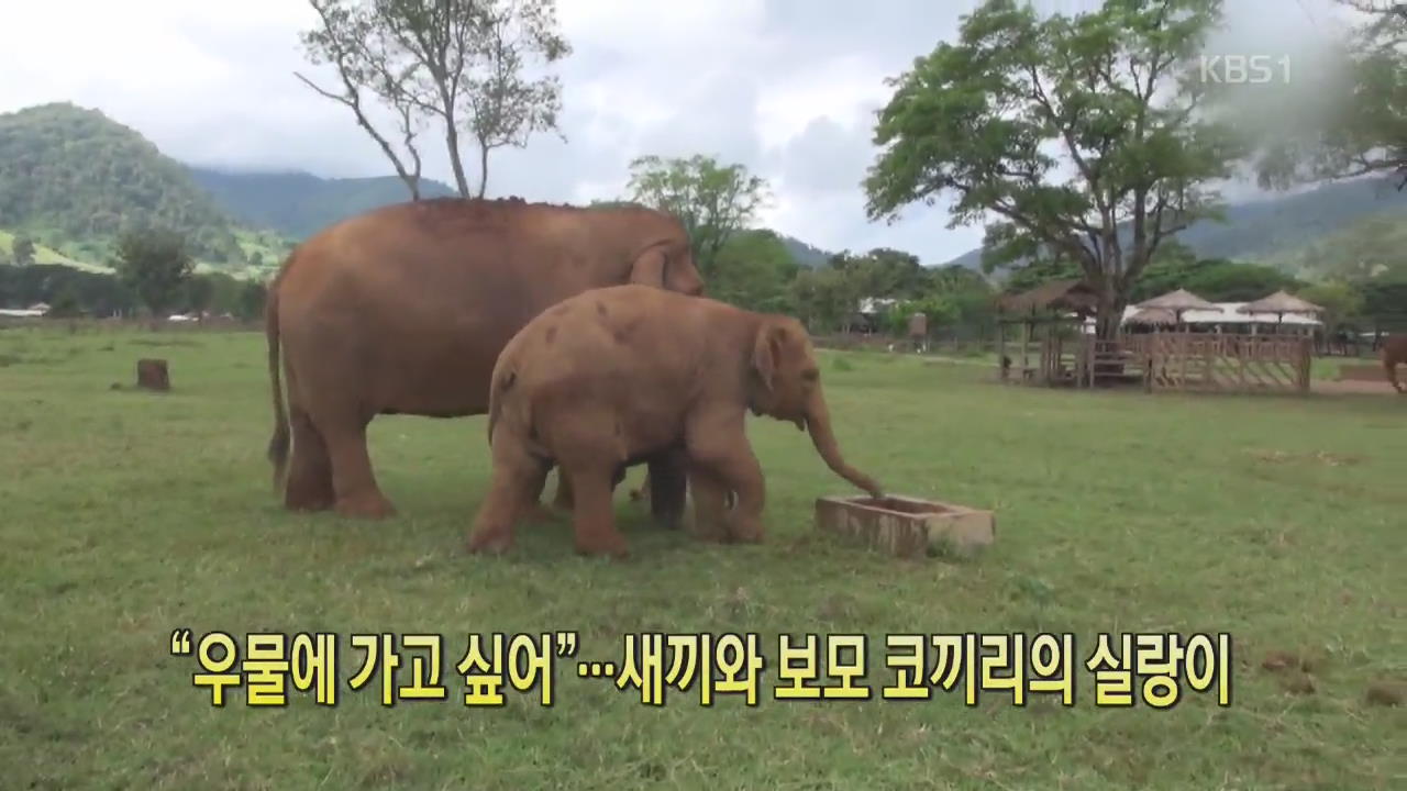 [디지털 광장] “우물에 가고 싶어”…새끼와 보모 코끼리의 실랑이
