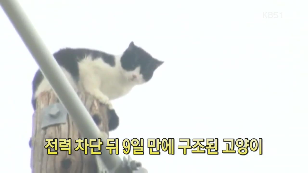 [디지털 광장] 전력 차단 뒤 9일 만에 구조된 고양이