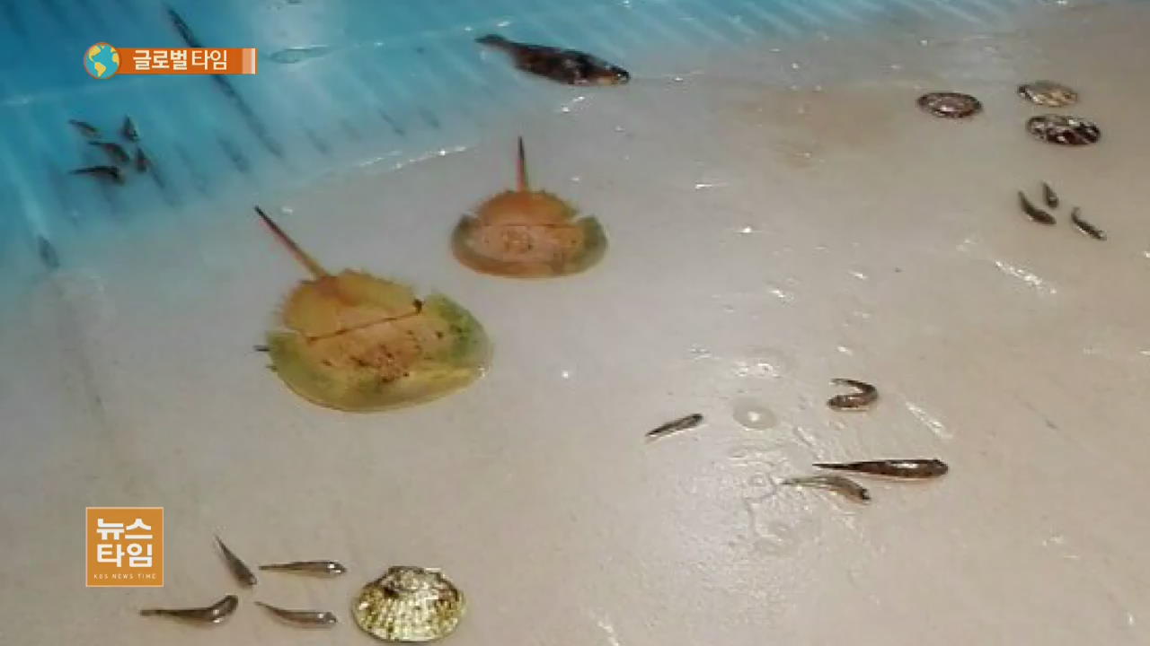 日 테마파크, 빙판에 죽은 물고기 5천여 마리 얼려 장식