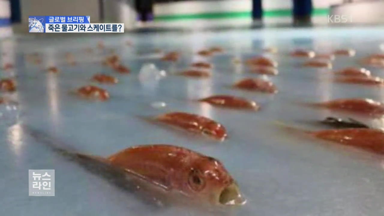 [글로벌 브리핑] 빙판 속에 죽은 물고기…잔인한 스케이트장