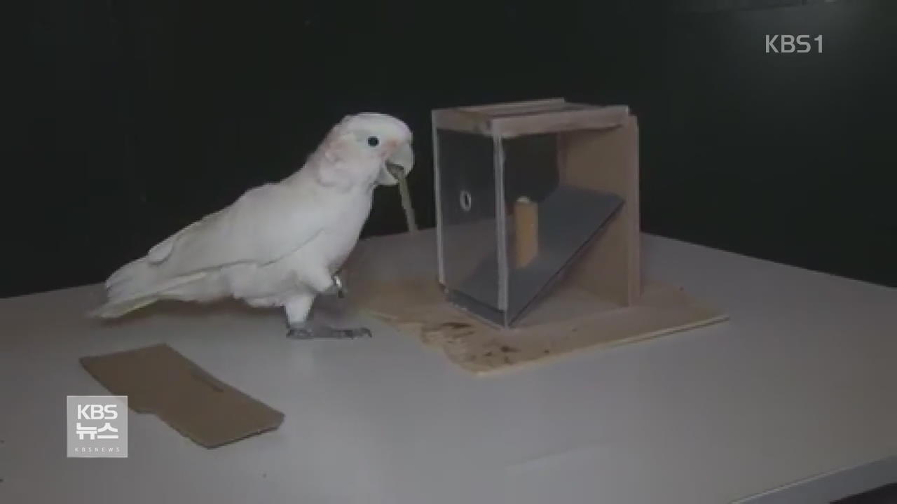 도구 만들어 사용하는 ‘고핀 앵무새’
