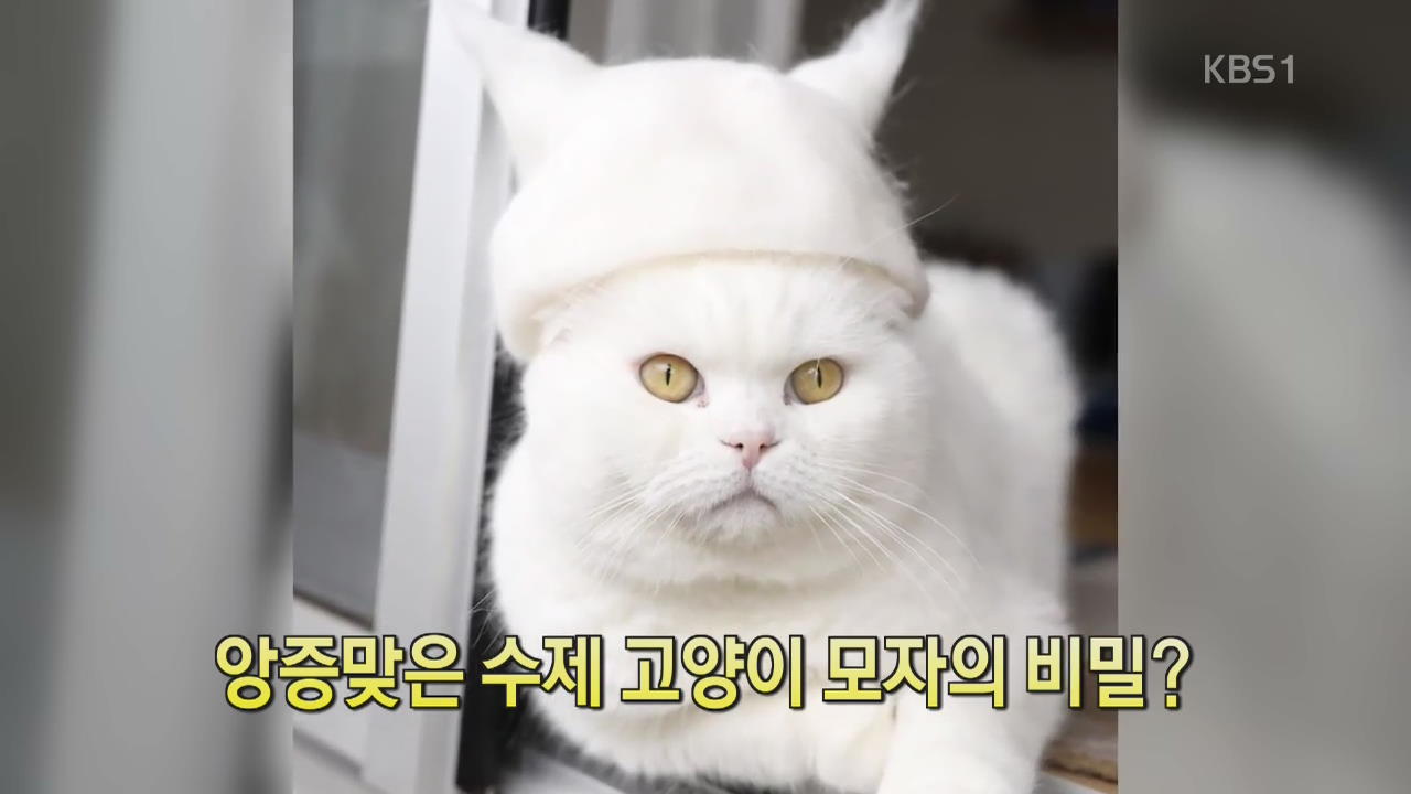 [디지털 광장] 앙증맞은 수제 고양이 모자의 비밀?