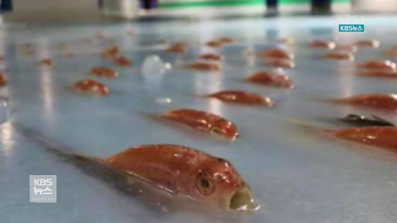 물고기  5천마리 얼린 엽기 스케이트장
