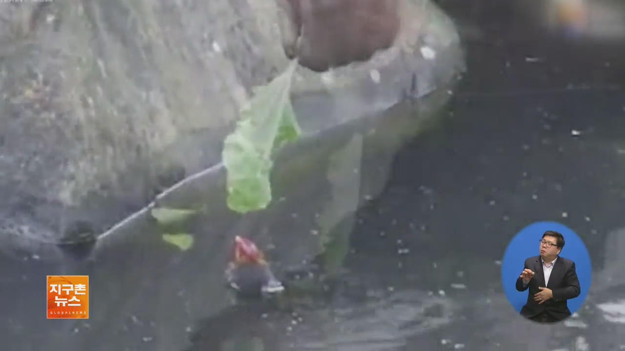 [지구촌 화제 영상] ‘물에 빠진 새’ 구해준 오랑우탄 