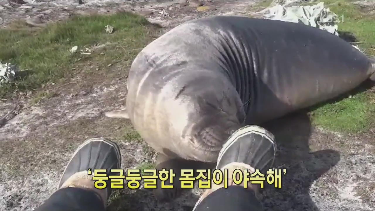 [디지털 광장] ‘둥글둥글한 몸집이 야속해’