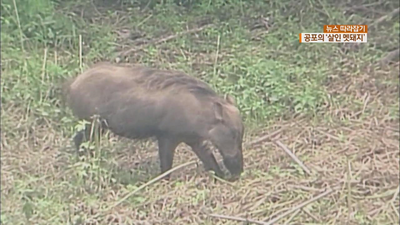 [뉴스 따라잡기] 공포의 ‘살인 멧돼지’…농민 1명 사망