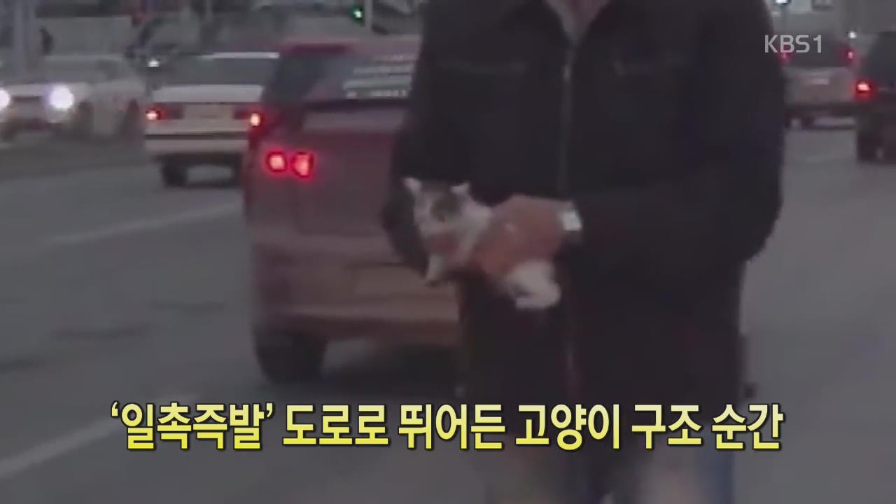 [디지털 광장] ‘일촉즉발’ 도로로 뛰어든 고양이 구조 순간