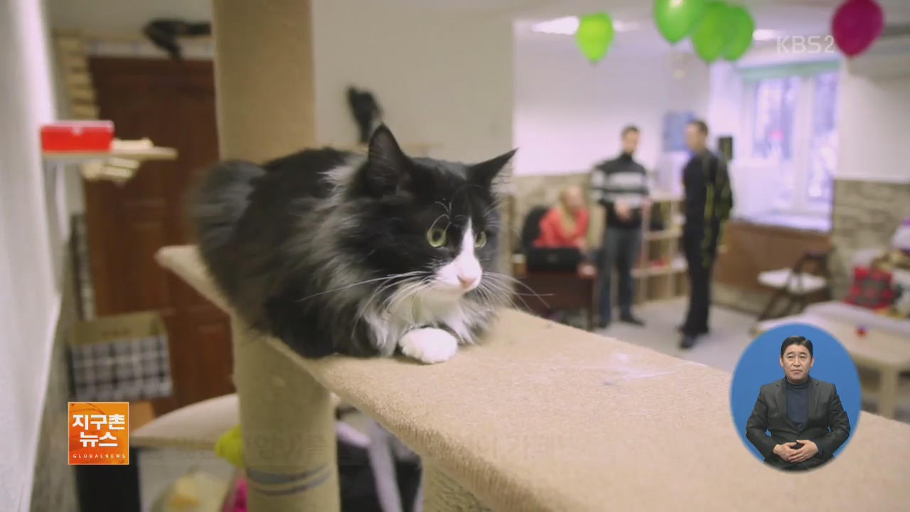 [지구촌 화제 영상] 길 잃은 고양이들을 위한 ‘고양이 카페’