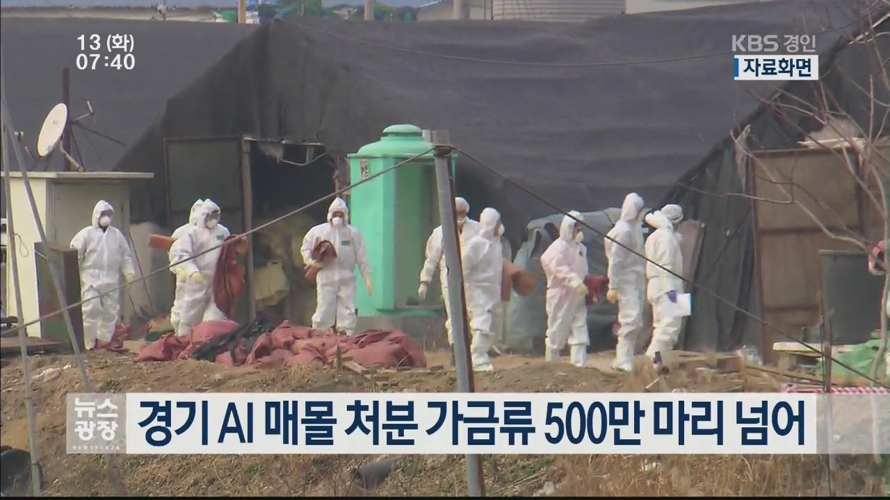 경기 AI 매몰 처분 가금류 500만 마리 넘어