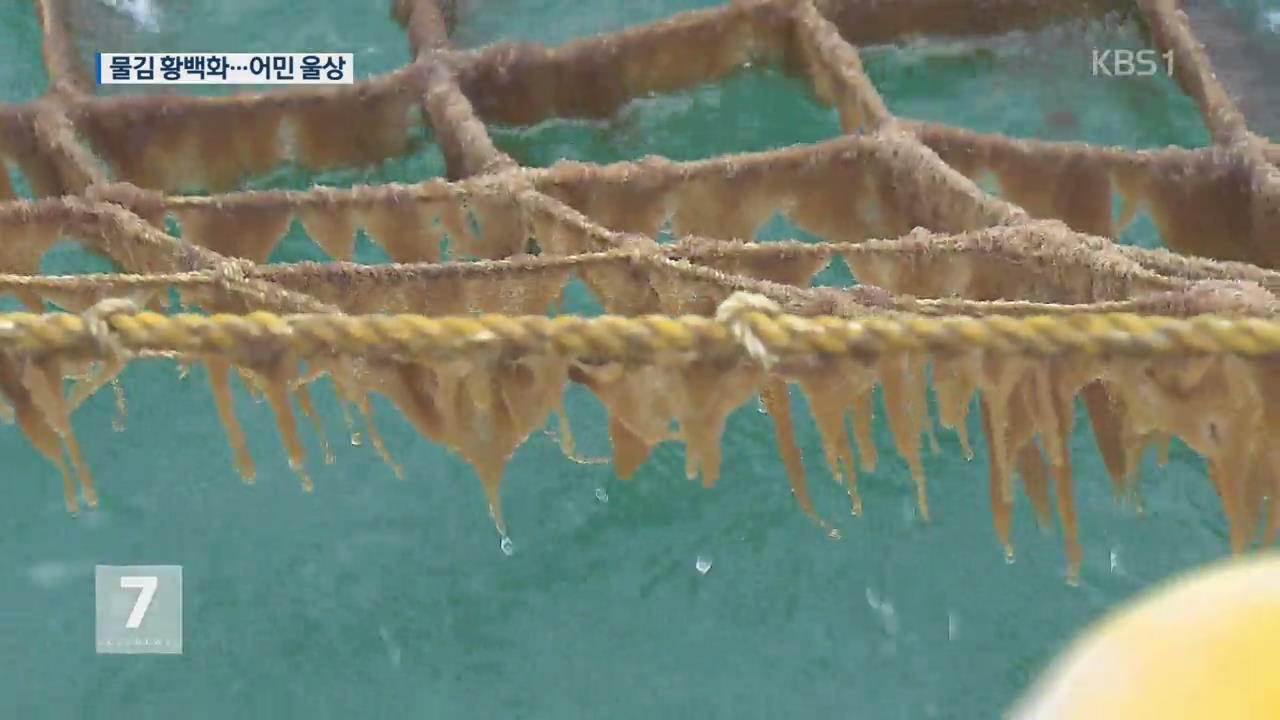‘제철 맞은 물김’ 황백화 현상…어민 울상
