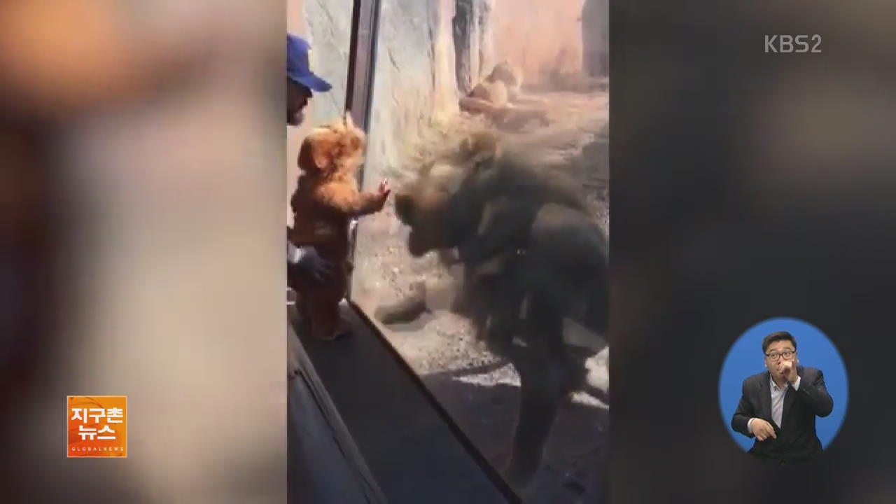 [지구촌 화제 영상] ‘사자 복장’ 아기를 본 사자의 반응은?
