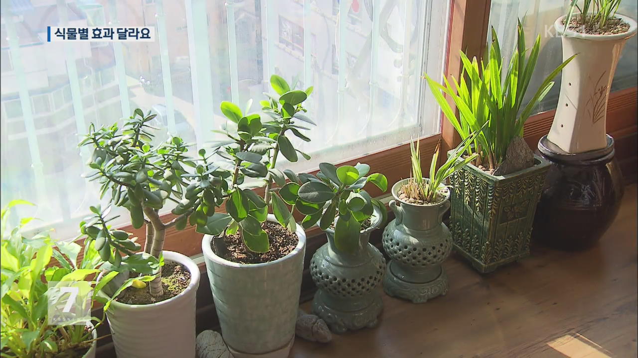 식물별 효과 달라요…공기 정화에 좋은 식물은?