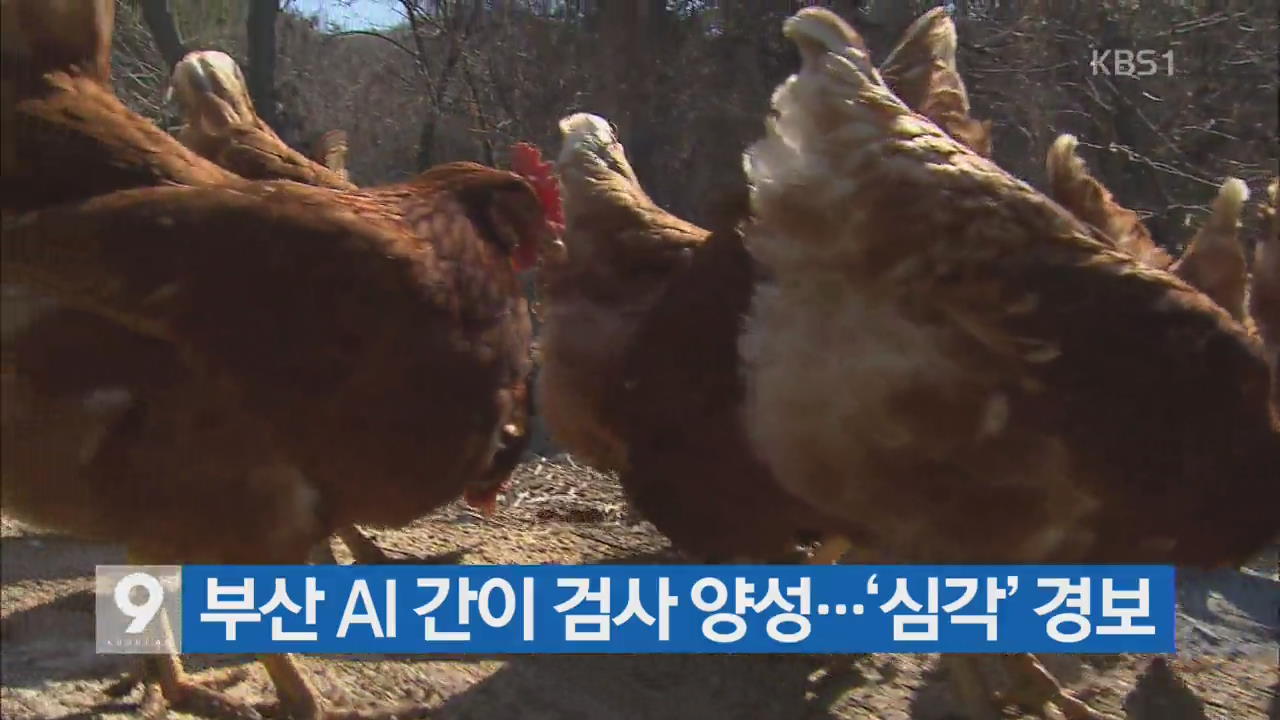 [간추린 단신] 부산 AI 간이 검사 양성…‘심각’ 경보 외