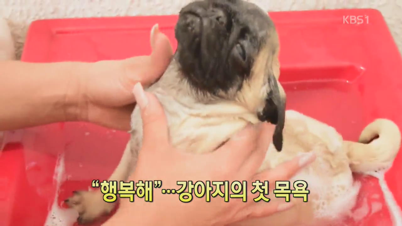 [디지털 광장] “행복해”…강아지의 훈훈한 첫 목욕