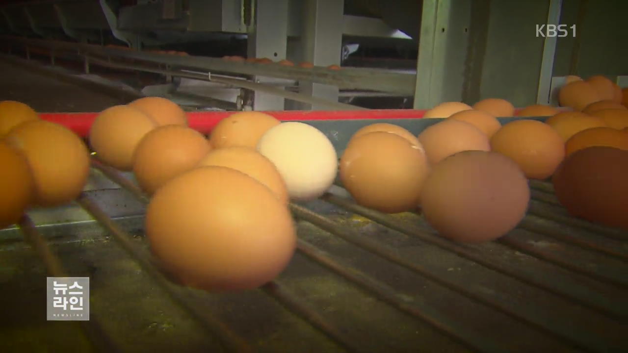 계란 수급 차질…정부 “수입 지원”