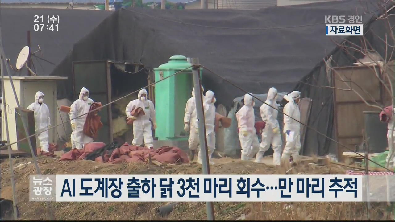 AI 도계장 출하 닭 3천 마리 회수…만 마리 추적