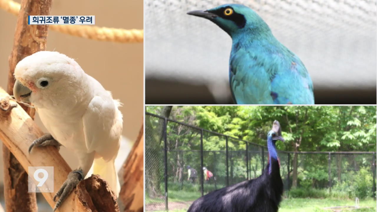 [앵커&리포트] 고병원성 AI 확진…멸종위기종·천연기념물 운명은?