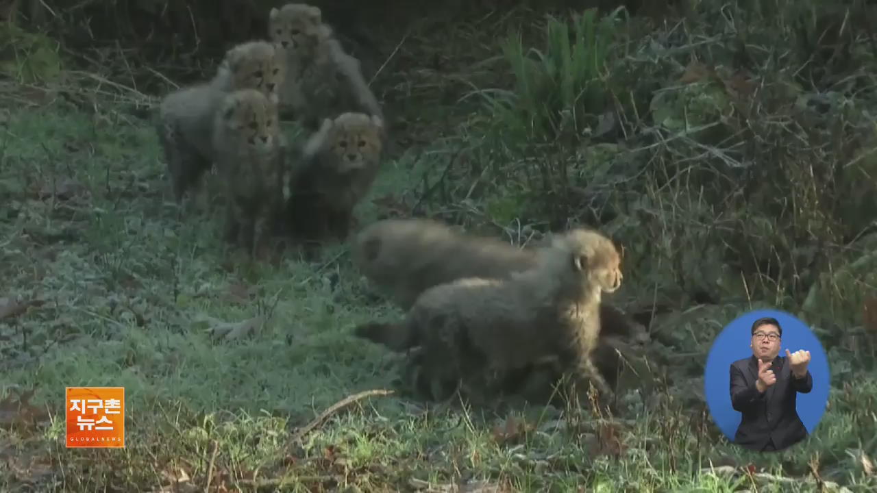 [지구촌 화제 영상] ‘여섯 쌍둥이’ 새끼 치타의 첫 나들이