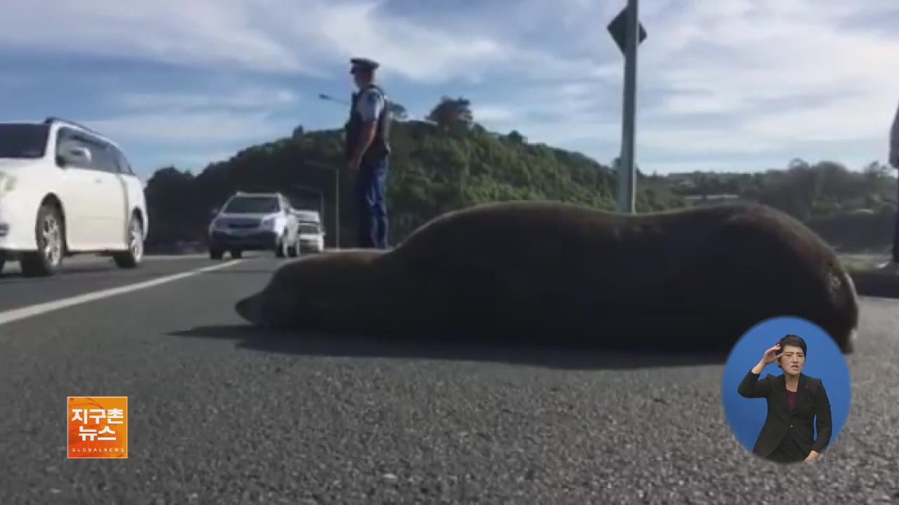 [지구촌 화제 영상] 뉴질랜드, 교통 마비시킨 ‘선탠하는 물개’