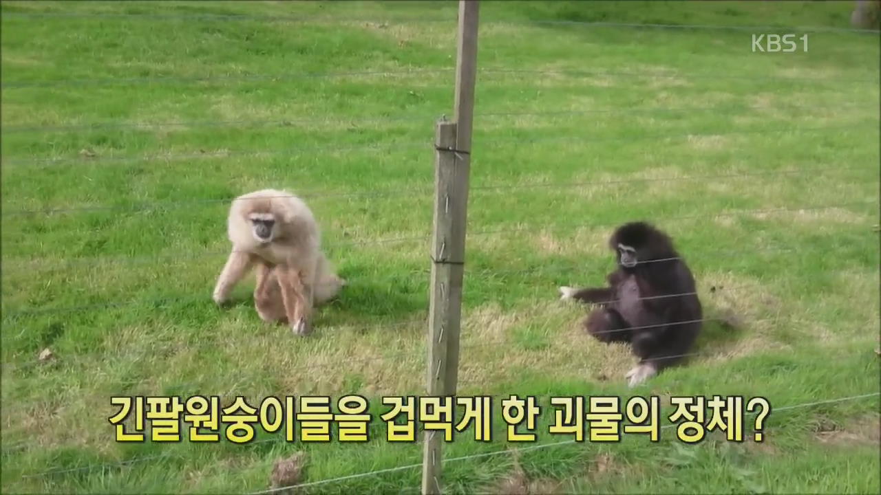 [디지털 광장] 긴팔원숭이들을 겁먹게 한 괴물의 정체?
