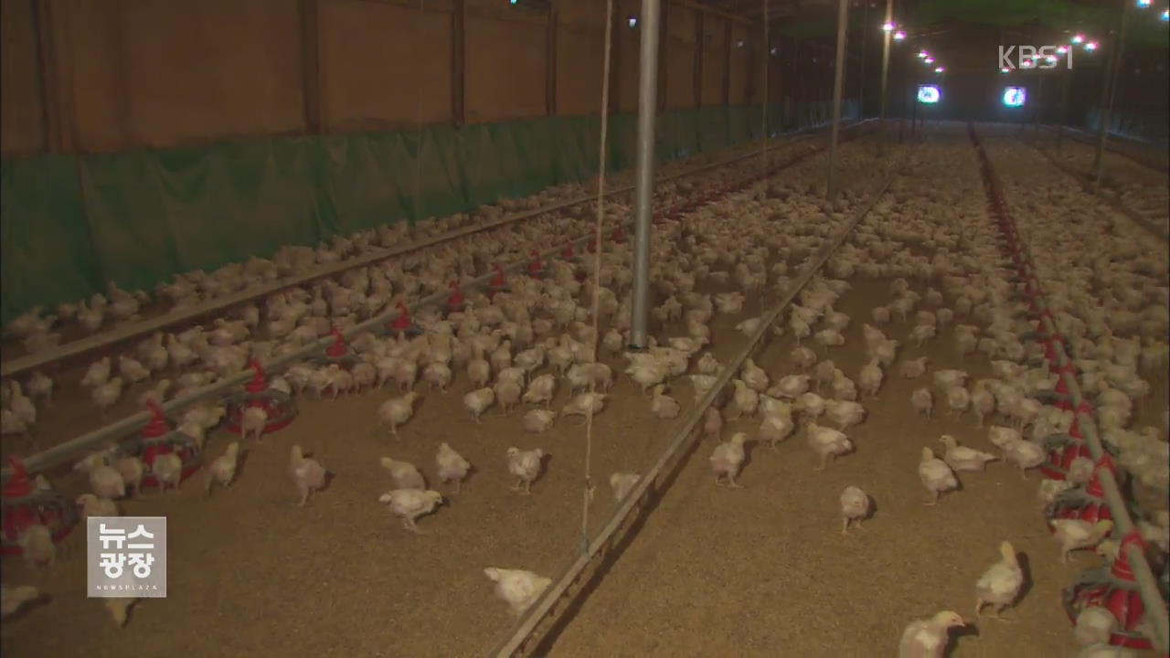 ‘식용 닭’ 농장도 AI…‘치킨 대란’ 우려까지