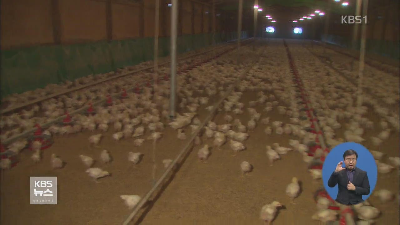 ‘식용 닭’ 농장도 AI…생닭 값 인상 우려