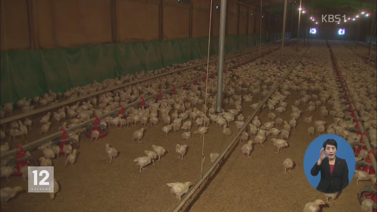 ‘식용 닭’ 농장도 AI…‘치킨 대란’ 우려