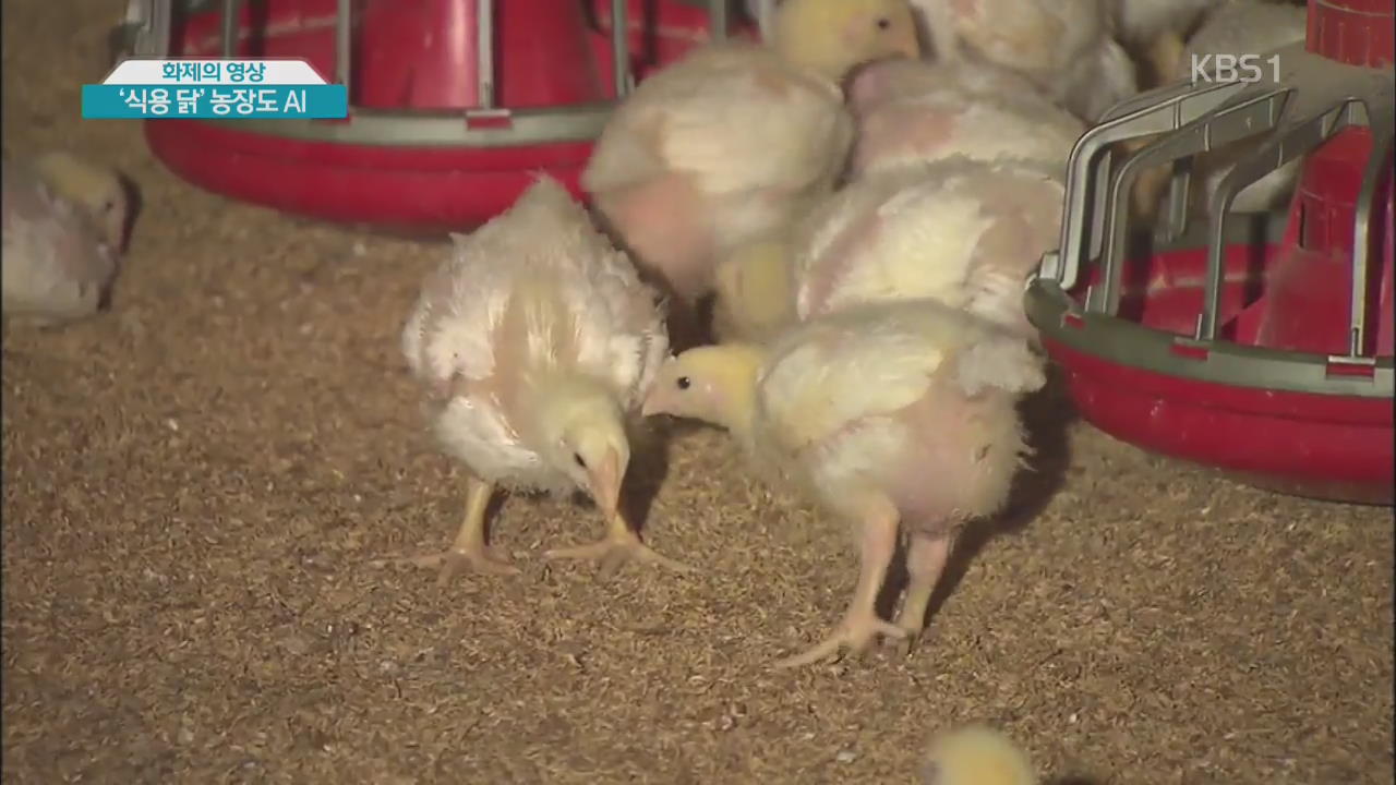 [화제의 영상] ‘식용 닭’ 농장도 AI