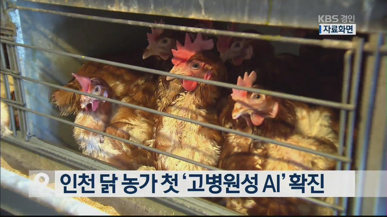 인천 닭 농가 첫 ‘고병원성 AI’ 확진