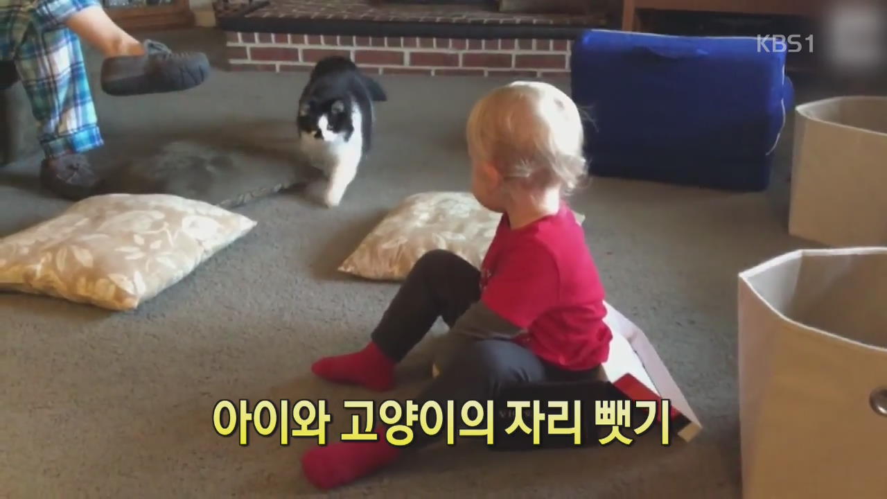 [디지털 광장] 아이와 고양이의 자리뺏기