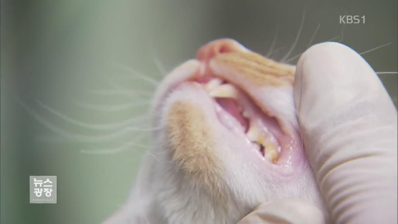 “들고양이 사체 접촉 금지”…고위험군 12명 집중 감시