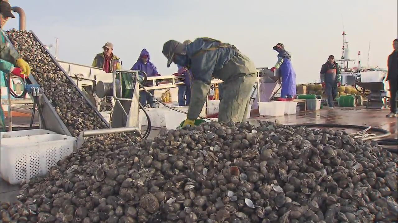 Catching Blood Clams