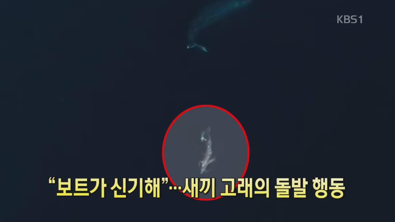 [디지털 광장] “보트가 신기해”…새끼 고래의 돌발 행동
