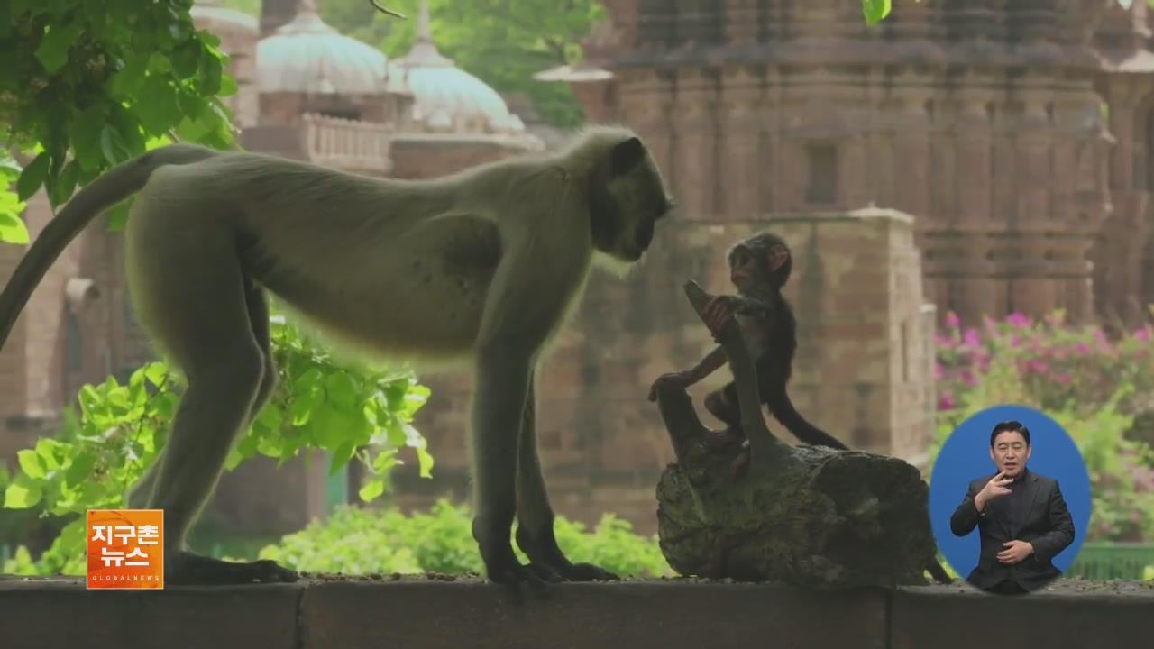 [지구촌 화제 영상] 야생 원숭이가 ‘로봇 원숭이’를 발견하면?