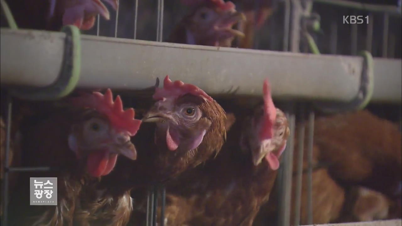 ‘달걀 낳는 닭’ 수입 언제쯤?…속타는 농가
