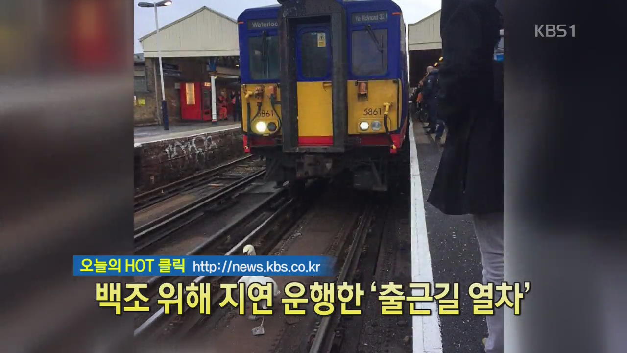[디지털 광장] 백조 위해 지연 운행한 ‘출근길 열차’